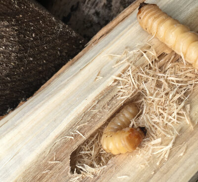 Holzprobleme: Umgang mit Holzwürmer in Holzkonstruktionen