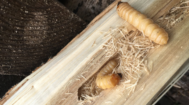 Holzprobleme: Umgang mit Holzwürmer in Holzkonstruktionen